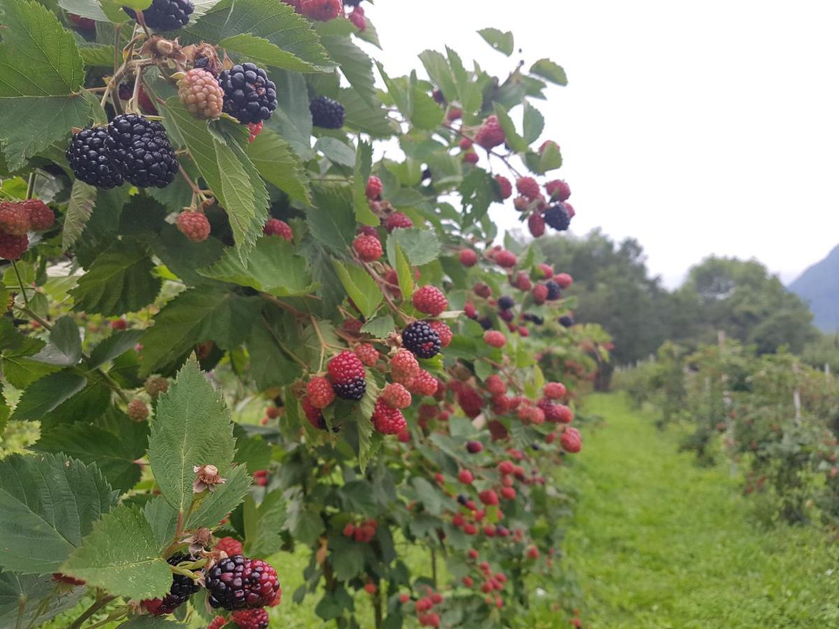 Agriturismo La Giasena Ponte nellʼAlpi Dış mekan fotoğraf