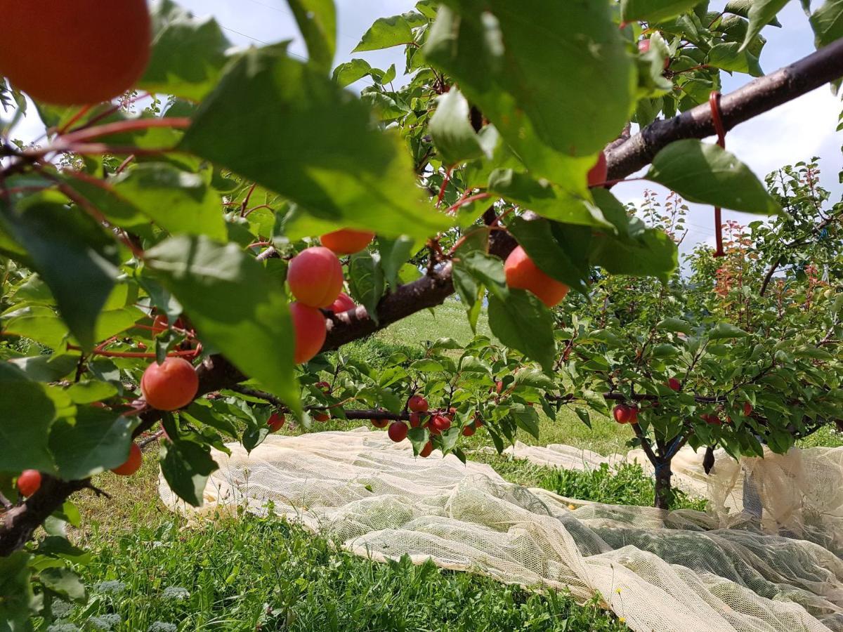 Agriturismo La Giasena Ponte nellʼAlpi Dış mekan fotoğraf