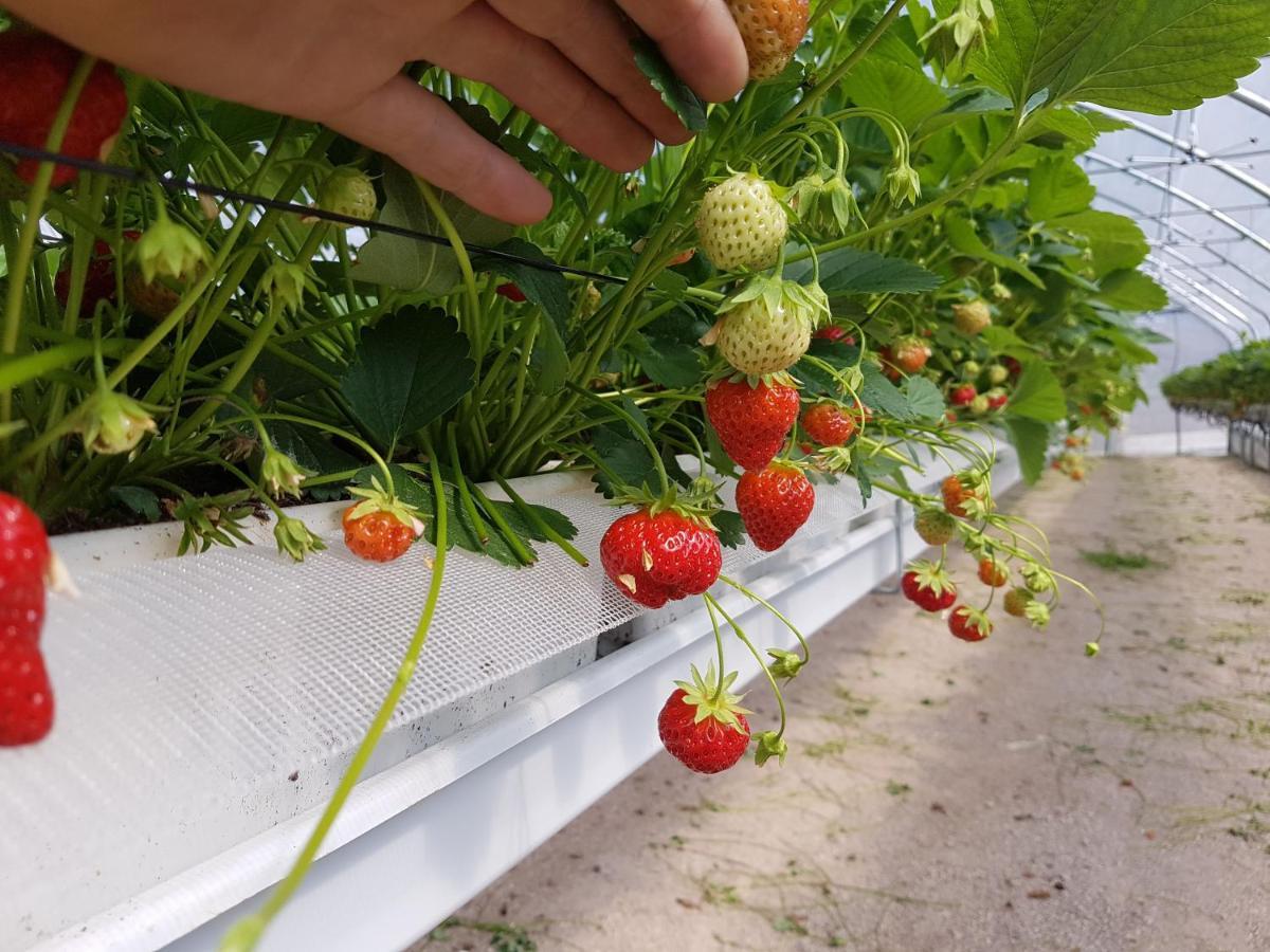 Agriturismo La Giasena Ponte nellʼAlpi Dış mekan fotoğraf