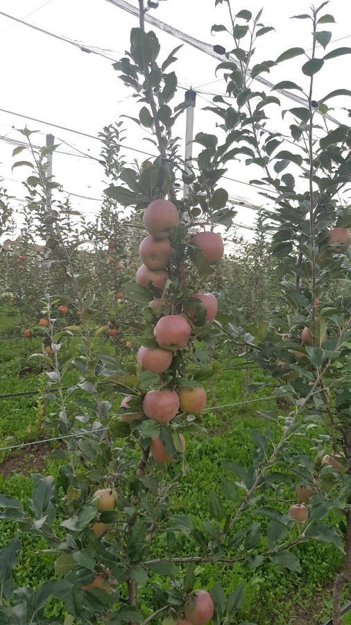 Agriturismo La Giasena Ponte nellʼAlpi Dış mekan fotoğraf