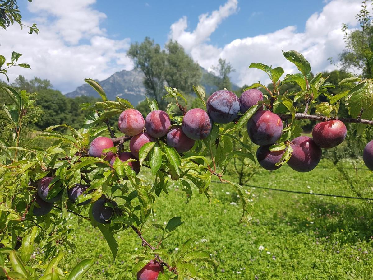 Agriturismo La Giasena Ponte nellʼAlpi Dış mekan fotoğraf